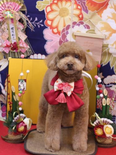 20240116ぷぷくん